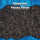 Sementes de Níger 1kg