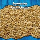 Sementes de Painço - 1kg