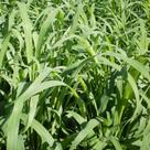 Sementes de PANICUM MAXIMUM ARUANA SPV 34 - 15KG
