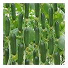 Sementes de Pepino Aodai - 7g