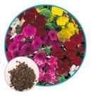 Sementes De Phlox Drummond 2gr