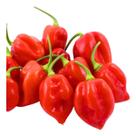 Sementes De Pimenta Habanero Red Tradicional 400mg