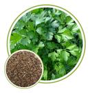 Sementes de Salsa Lisa 900mg