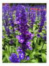 Sementes de Salvia Farinacea Azul Vitória 100MG
