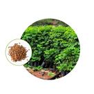 Sementes de Sansão do Campo 100Gr de Sementes