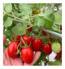 Sementes de Tomate Frederico Deter Cartela C/ 50 Sementes