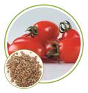 Sementes de Tomate Scooby 11mg - FELTRIN