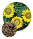 Sementes Girassol de Jardim Anão 2,40g