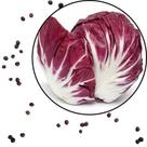 Sementes S101 Almeirão Vermelho Sabor Intenso, Beleza Única e Saúde Vibrante Jardim Cultivar