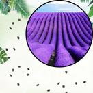 Sementes S105 Lavanda Flor Azul Cheirosa