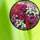 Sementes S11 Petúnia Multiflora Anã Sortida Seu Jardim em Flor Cultivo Atividade Clima Tempo