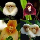Sementes S2 de Orquídea Rosto Cara de Macaco Mico Nova Paixão Exótica Planta Muda Clima Tempo