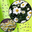 Sementes S20 Camomila Cultive Relaxamento, Saúde e Beleza em Seu Jardim Cultivo Prático Clima Sementes S20 Camomila Cultive Relaxamento, Saúde e Beleza em Seu Jardim Cultivo Prático Clima