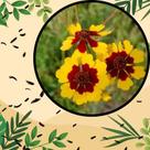 Sementes S22 Coreopsis Margaridinha Elegant Sortido Flores Vibrantes e Duradouras Seu Jardim