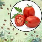 Sementes S25 Tomate Roma Italiano Molhos Caseiros Perfeitos o Ano Todo Relaxante Cultivo Sementes S25 Tomate Roma Italiano Molhos Caseiros Perfeitos o Ano Todo Relaxante Cultivo
