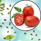 Sementes S25 Tomate Roma Italiano Molhos Caseiros Perfeitos o Ano Todo Relaxante Cultivo Sementes S25 Tomate Roma Italiano Molhos Caseiros Perfeitos o Ano Todo Relaxante Cultivo