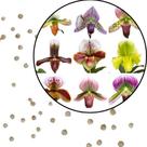Sementes S36 Orquídeas Sapatinho Cores Sortidas Surpreendentes Cultive a Magia Qualidade