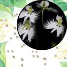 Sementes S38 Orquídea Pomba Branca A Beleza Celestial ao Seu Alcance Cultivo Estações Tempo