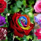 Sementes S5 De Rosa Flor Arcoiris Exótica Rara Para mudas Coloridas Exóticas Clima Jardim