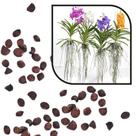 Sementes S6 Orquídea Vanda Exóticas Raras para Mudas Plantação Qualidade Estilo Perdurável