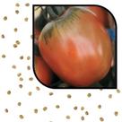 Sementes S61 Tomate Santa Cruz Kada Gigante Colha Sabor e Abundância em Sua Horta Qualidade
