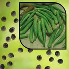 Sementes S62 Quiabo Santa Cruz 47 Produtividade Qualidade que Encantam Cultivo Clima tempo