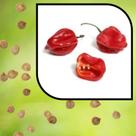 Sementes S63 Pimenta Habanero Cultivo Plantio Cozinha Horta Muda Clima Tempo Primavera Hoje Sementes S63 Pimenta Habanero Cultivo Plantio Cozinha Horta Muda Clima Tempo Primavera Hoje