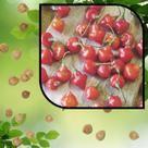 Sementes S65 Pimenta Piãozinho Cultive o Sabor Exótico e Vibrante Qualidade Clima Tempo Hoje