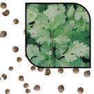 Sementes S67 Coentro Português O Sabor Autêntico de Portugal Direto para sua Cozinha Cultivo Sementes S67 Coentro Português O Sabor Autêntico de Portugal Direto para sua Cozinha Cultivo