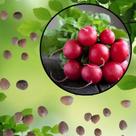 Sementes S74 Rabanete Cometo Sabor Explosivo Colheita Veloz na Sua Horta Clima Tempo Cultivo