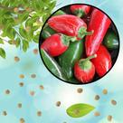 Sementes S78 Pimenta Jalapeño Tradicional Desperte o Fogo na Sua Horta Primavera Vaso Clima Sementes S78 Pimenta Jalapeño Tradicional Desperte o Fogo na Sua Horta Primavera Vaso Clima
