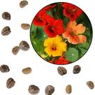 Sementes S81 Capuchinha Anã Um Jardim de Cores e Sabores em Miniatura Clima Tempo Cultivo Hj