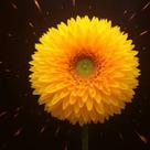 Sementes S9 de Girassol Anão Dobrado Sungold Um Raio de Sol para Acalmar Decorar Relaxamento