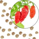 Sementes S98 Sementes Pimenta Bhut Jalokia Aimoré O Fogo Que Você Pode Cultivar Clima