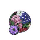 Sementes Verbena Grandiflora 100mg