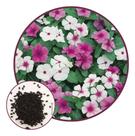Sementes Vinca Ana Sort 100mg
