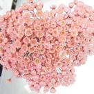 Sempre Viva Florzinha Cor De Rosa I Flores Desidratadas