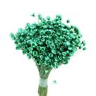 Sempre Viva Verde p/ Decoração