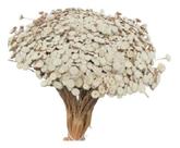 Sempre Vivas Bolinhas Brancas Seca E Natural Decoração