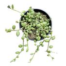 Senecio Herreianus ou colar de melancia pote 11