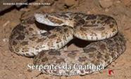 Serpentes da caatinga guia ilustrado - PONTO A EDITORA Serpentes da caatinga guia ilustrado - PONTO A EDITORA