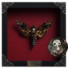 Shadow Box Real Death Head Moth White Skull Acherontia