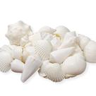 Shell Set Tumbler Home Mix of White Seashells 0,45-7,62 cm 1 kg