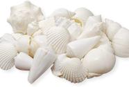 Shell Set Tumbler Home Mix of White Seashells de 1 kg até 7,6 cm