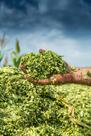 Silagem de milho ensacada