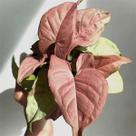 Singônio 'Neon Robusta' - Planta Ornamental Compacta