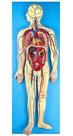 Sistema Circulatório em Prancha, Anatomia