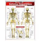 Sistema Esquelético - Resumão - BFeA