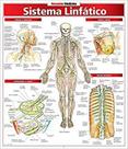 Sistema linfatico Sistema linfatico