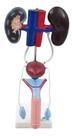 sistema renal masculino em 9 partes modelo anatomico